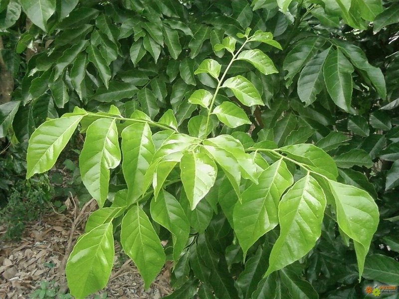 黄皮果树苗，自家苗(大小杯苗都有货)量大价格从优