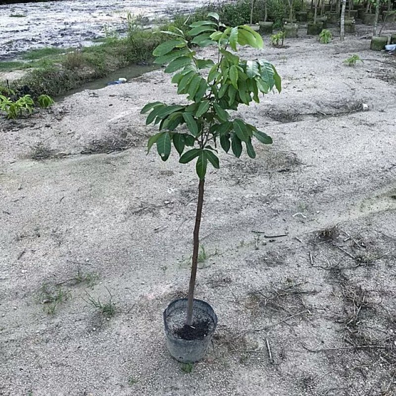 龙眼树苗，正品优良嫁接苗(带杯，带土，带叶)发货