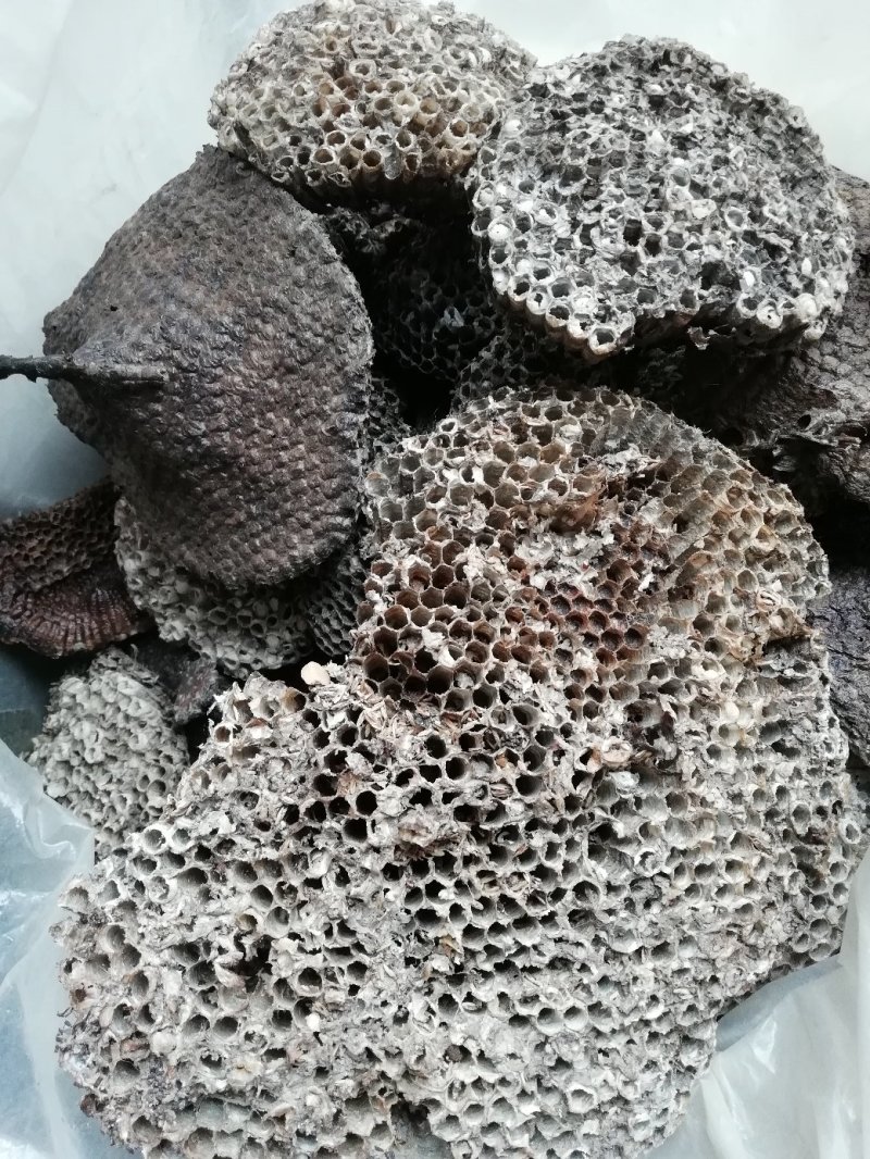 软蜂房，大眼蜂窝