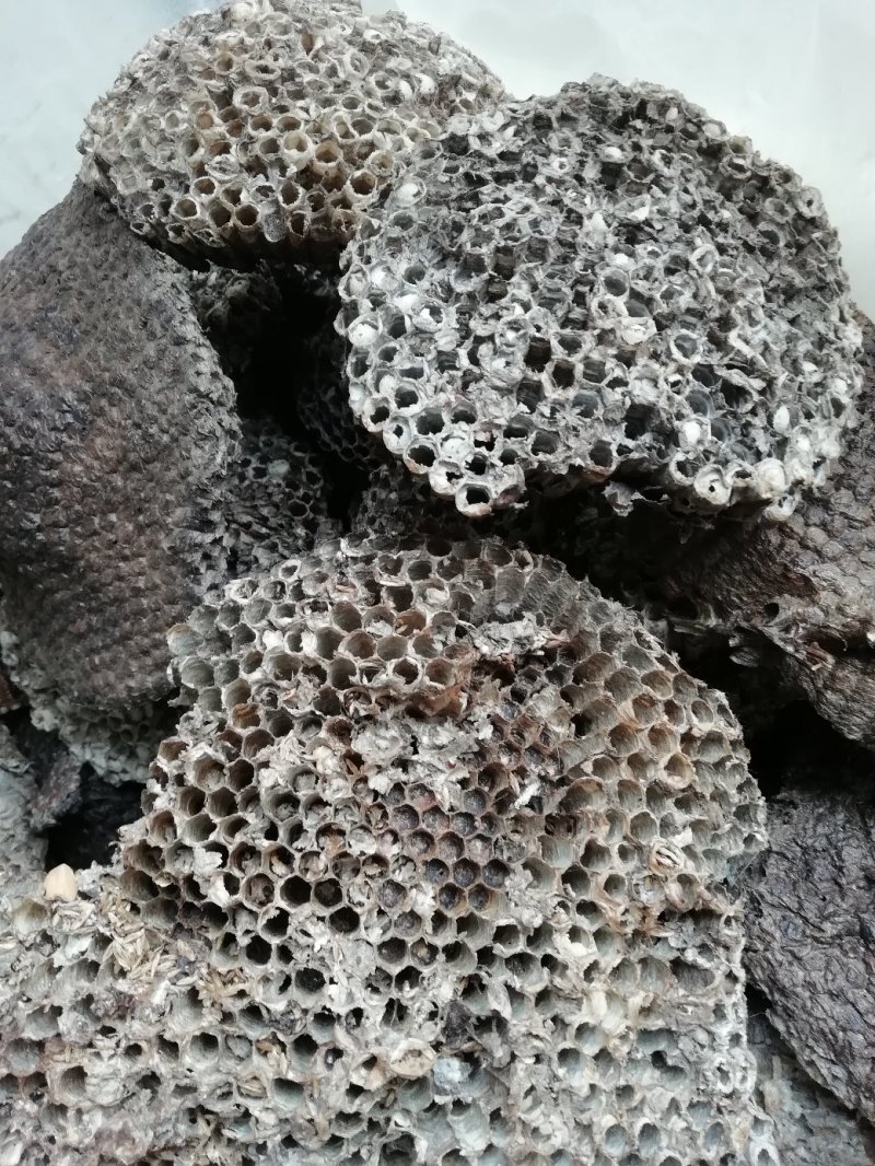 软蜂房，大眼蜂窝