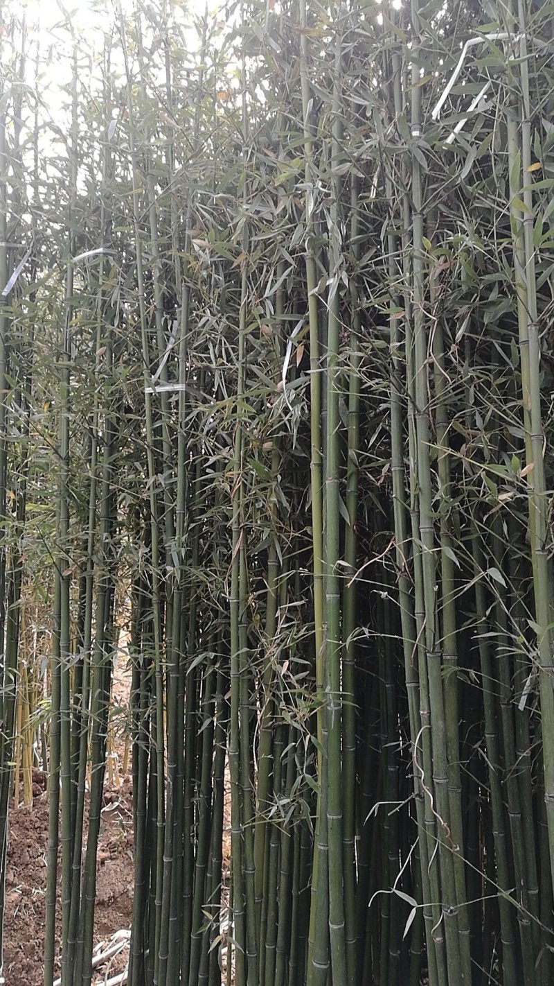 竹苗移植苗钢竹淡竹紫竹金镶玉竹