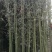 竹苗移植苗钢竹淡竹紫竹金镶玉竹