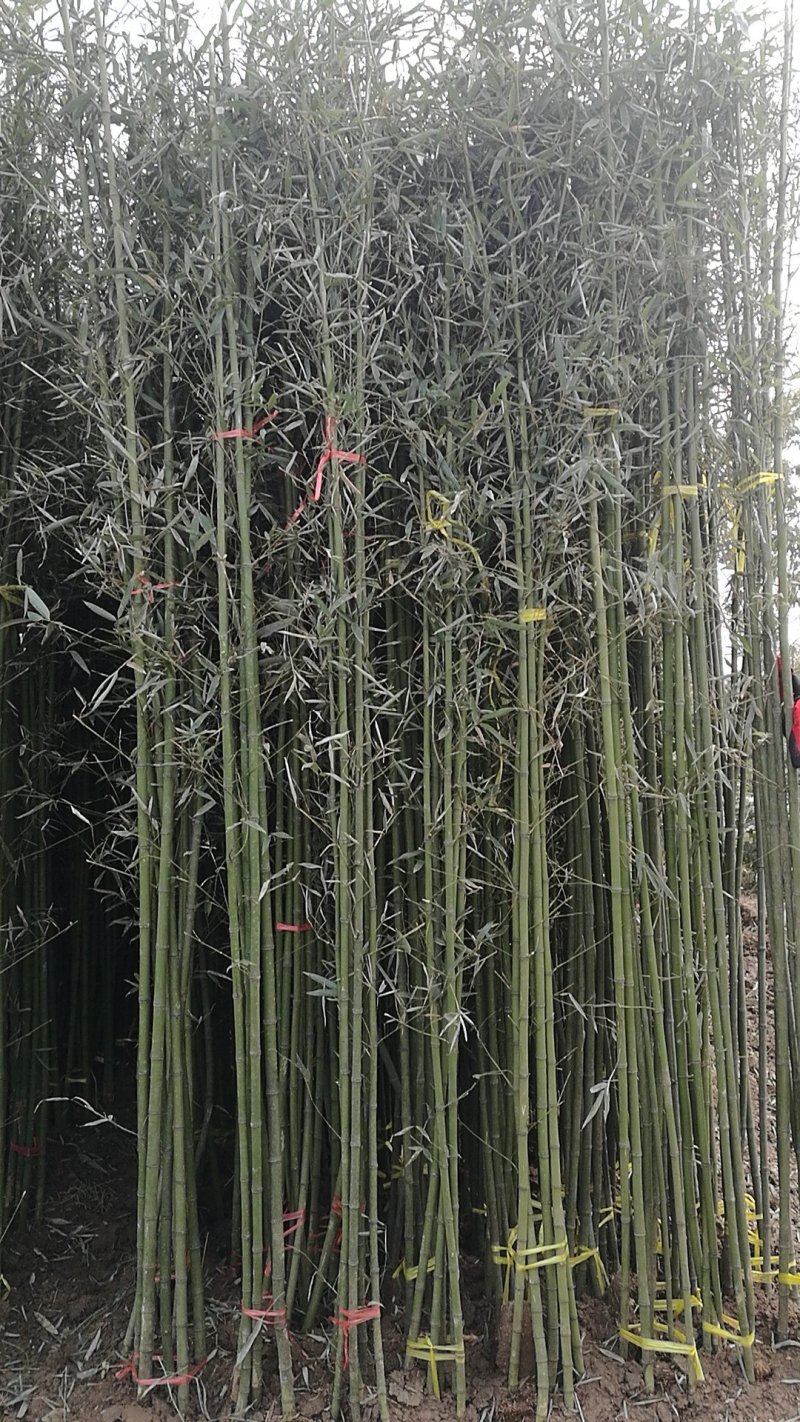 竹苗移植苗钢竹淡竹紫竹金镶玉竹