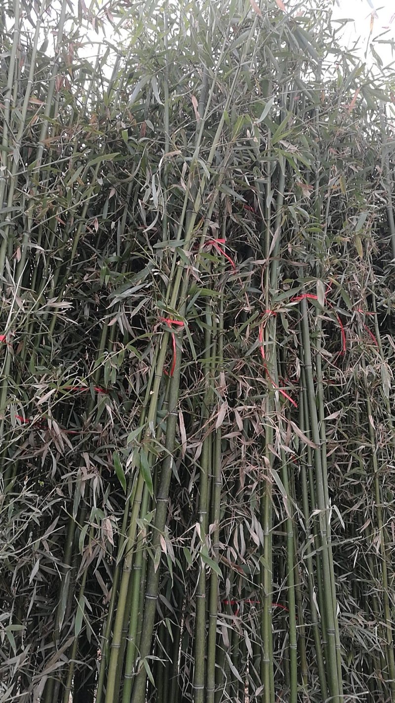 竹苗移植苗钢竹淡竹紫竹金镶玉竹