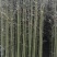 竹苗移植苗钢竹淡竹紫竹金镶玉竹