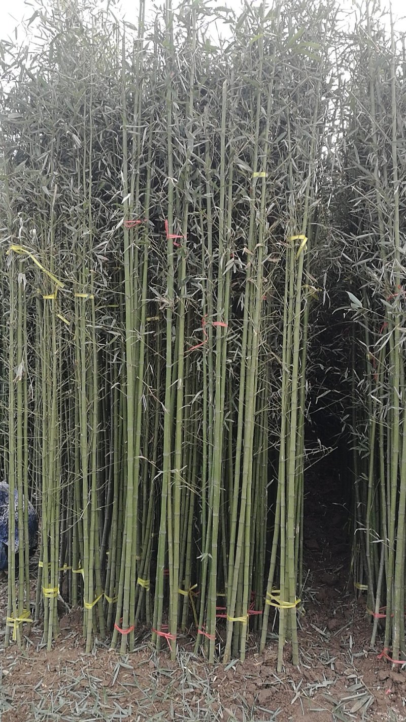 竹苗移植苗钢竹淡竹紫竹金镶玉竹