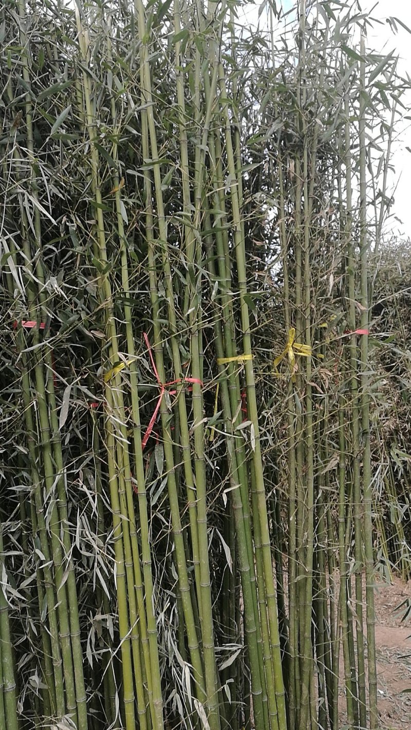 竹苗移植苗钢竹淡竹紫竹金镶玉竹
