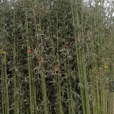 竹苗移植苗钢竹淡竹紫竹金镶玉竹