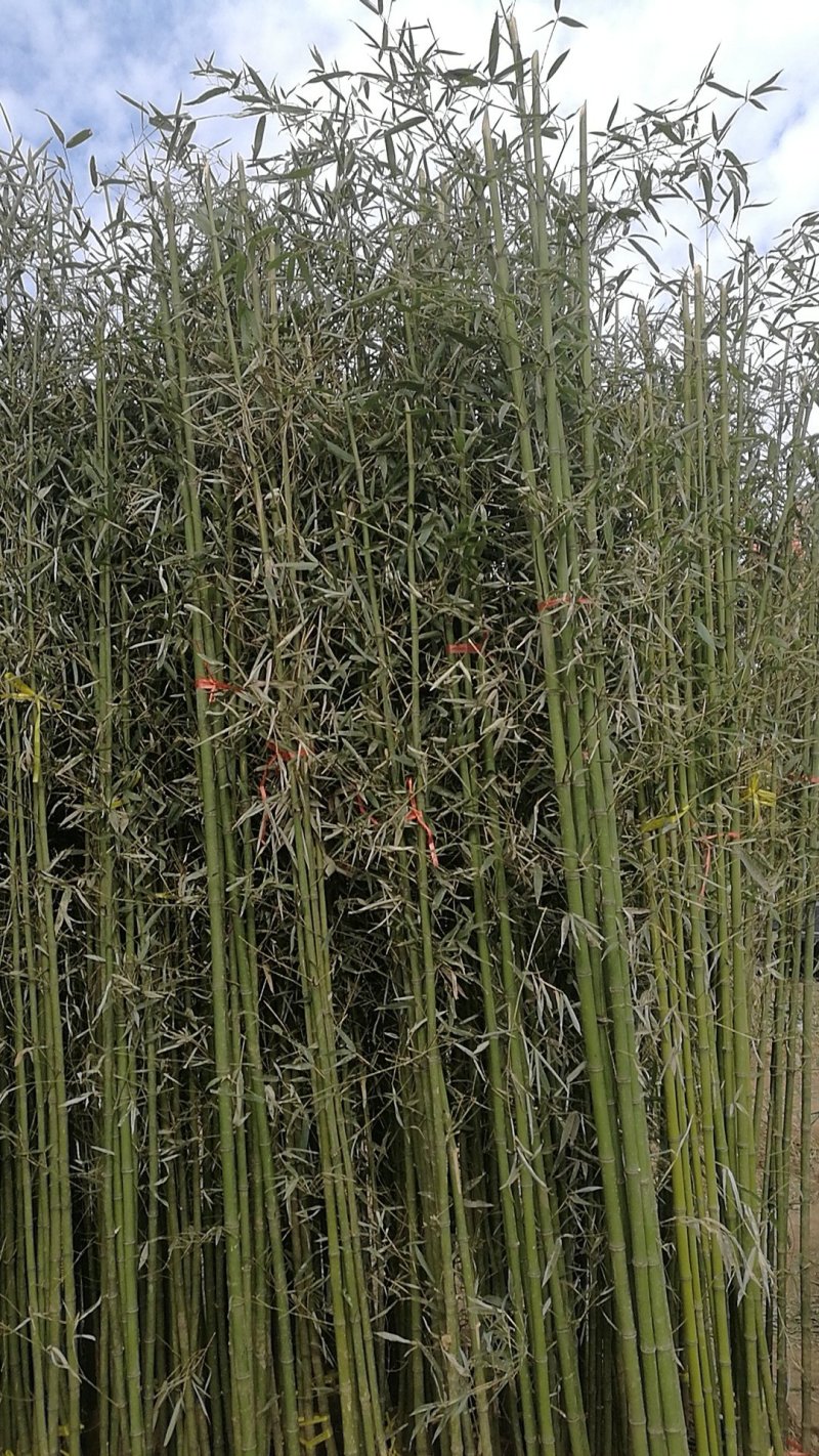 竹苗移植苗钢竹淡竹紫竹金镶玉竹