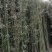 竹苗移植苗钢竹淡竹紫竹金镶玉竹