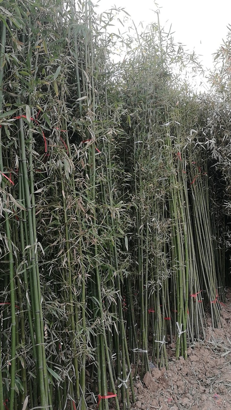 竹苗移植苗钢竹淡竹紫竹金镶玉竹