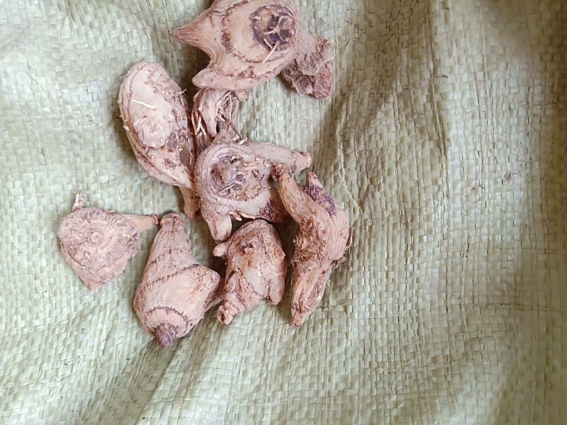 白芨