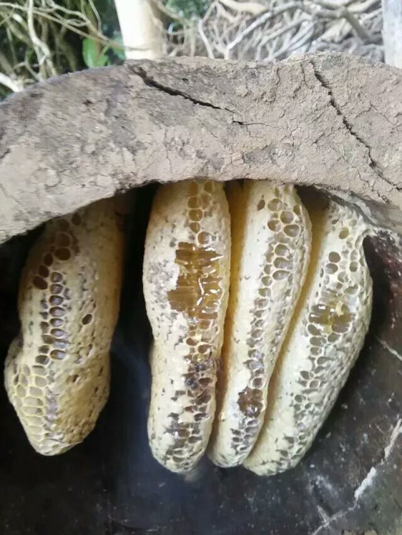 土蜂蜜