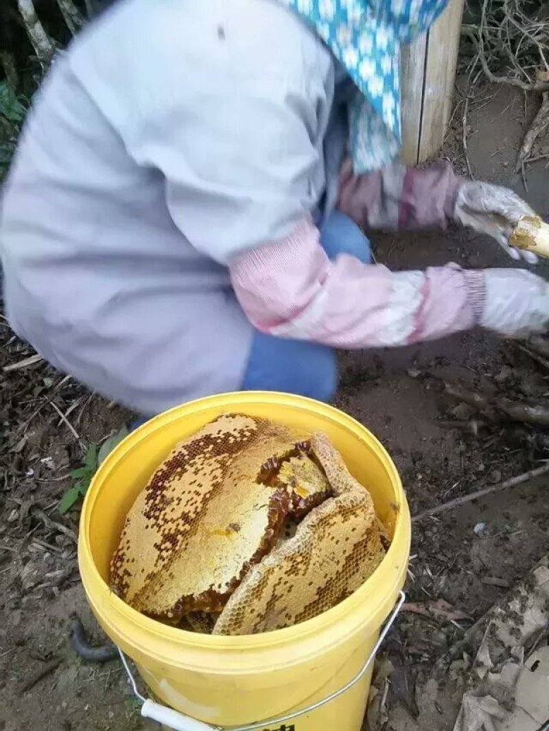 土蜂蜜
