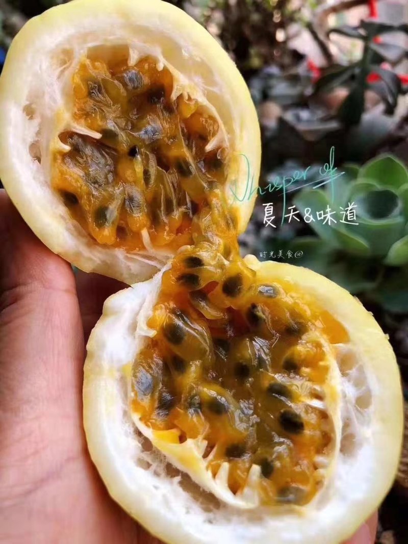 福建黄金百香果鸡蛋果纯甜果园直发支持一件代发