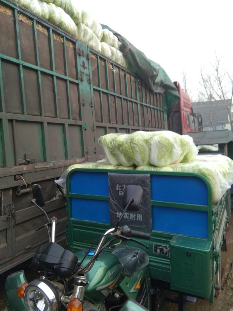 【推荐】靑杂三号白菜一年四季都有货源充足，大量供应保质保量