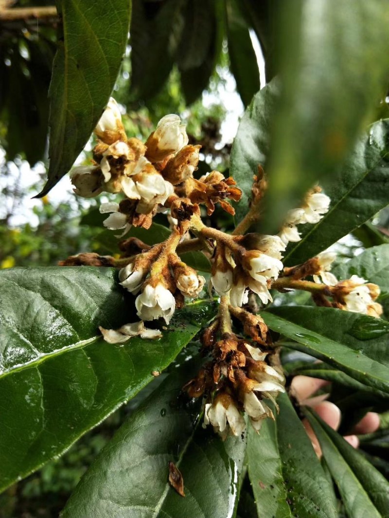 枇杷花茶采摘新鲜枇杷花自然晒干无农残