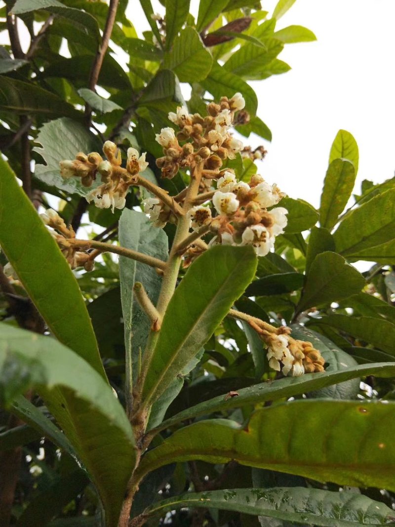 枇杷花茶采摘新鲜枇杷花自然晒干无农残