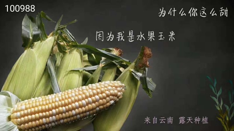 水果玉米5斤（有量有新价）一件代发云南水果玉米