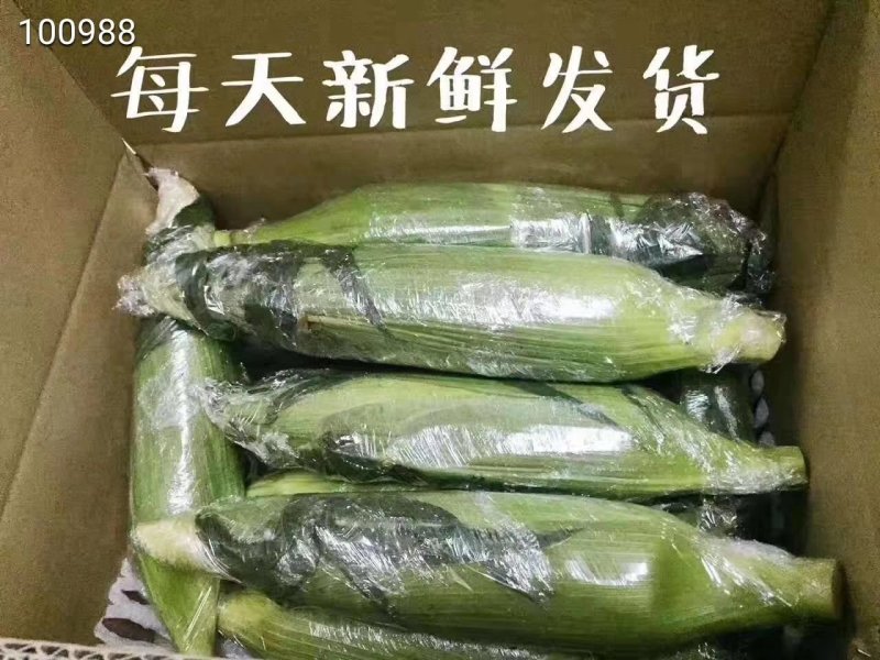 水果玉米5斤（有量有新价）一件代发云南水果玉米