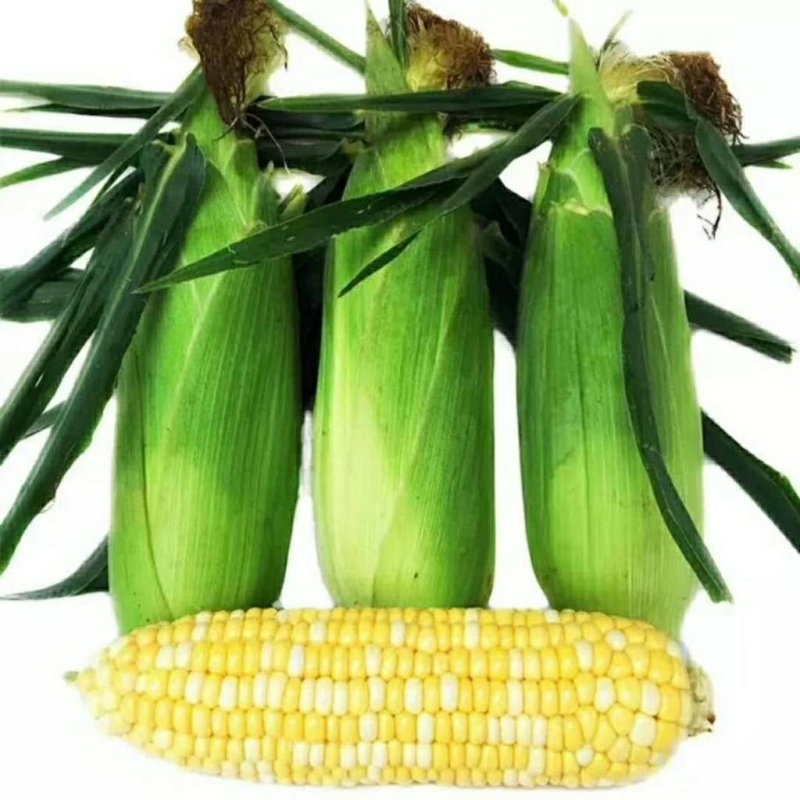 水果玉米5斤（有量有新价）一件代发云南水果玉米