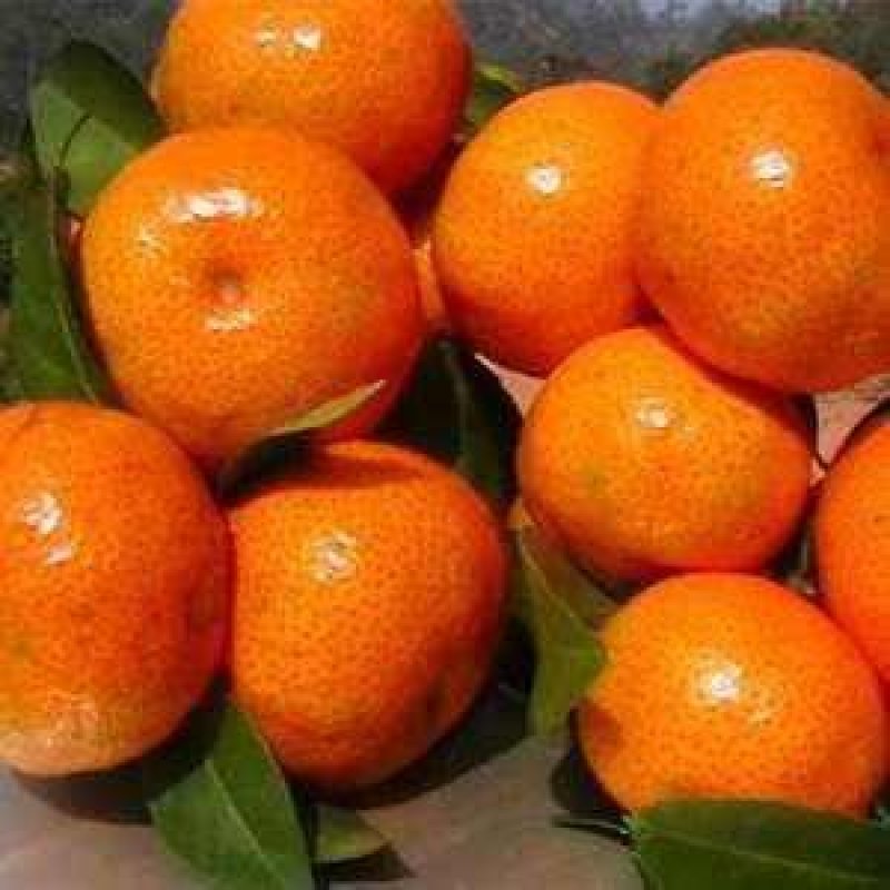 广西桂林永福原生态特产沙糖桔大量上市