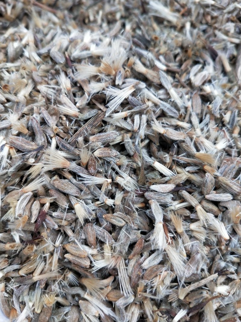 白术，白术种子,纯新白术种子
