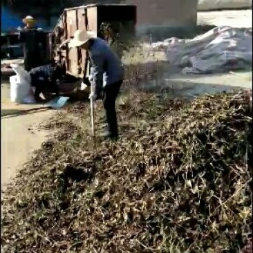 白术种子，改良品种，出芽率高！提供技术管理包回收