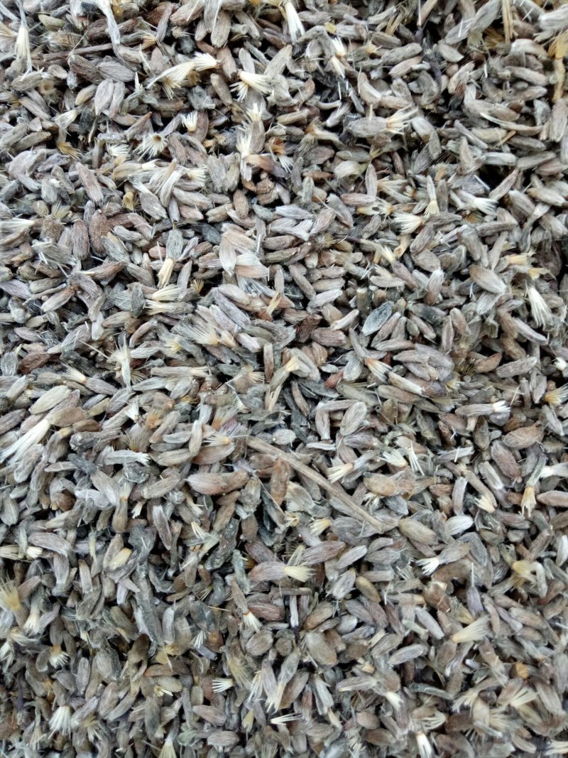 白术种子，改良品种，出芽率高！提供技术管理包回收