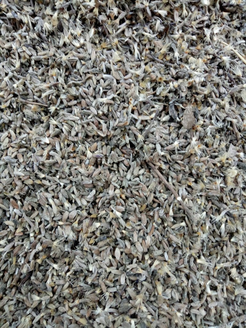 白术种子，改良品种，出芽率高！提供技术管理包回收