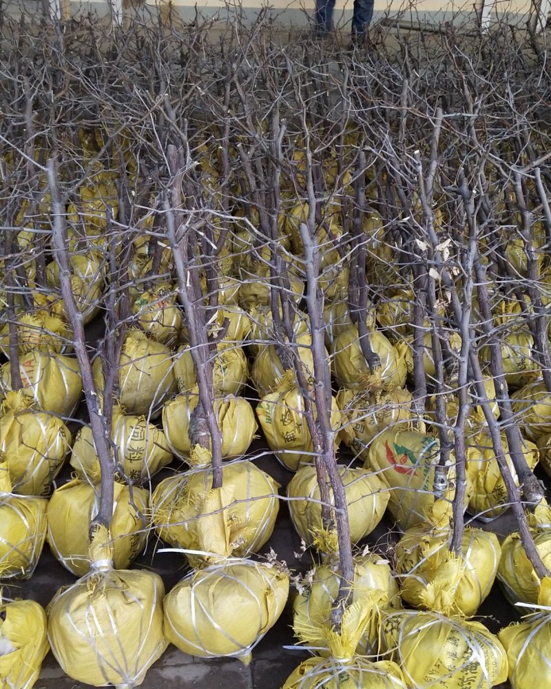 沧州献县正发枣树种植有限公司，常年大量供应嫁接枣