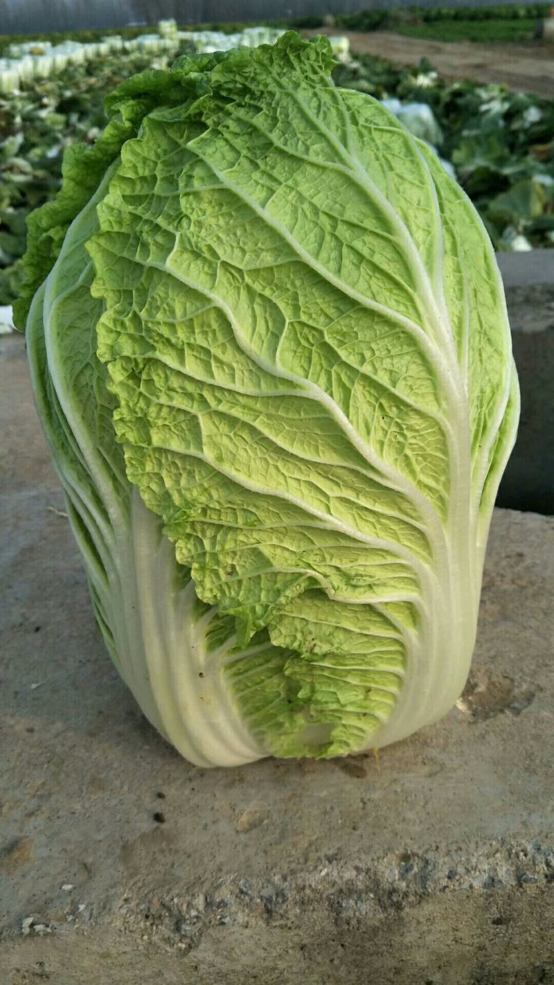 黄心大白菜大量供货中质量保证各种包装齐全一条龙服务