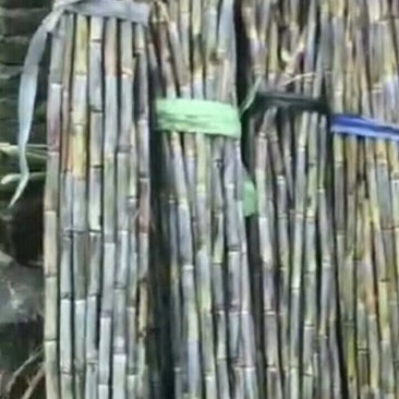 濯田红糖(东方巧克力）