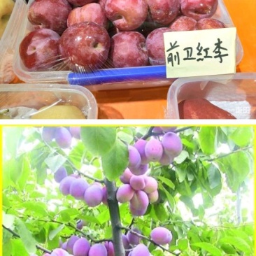 前卫红李