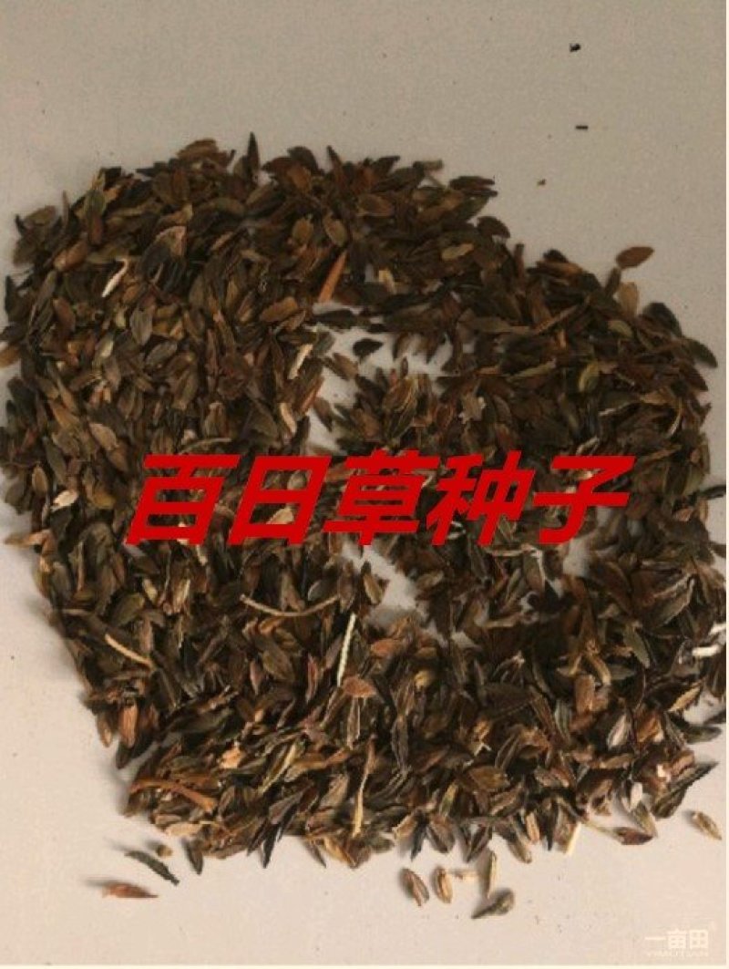 百日草种子净籽春夏秋播8-10斤/亩