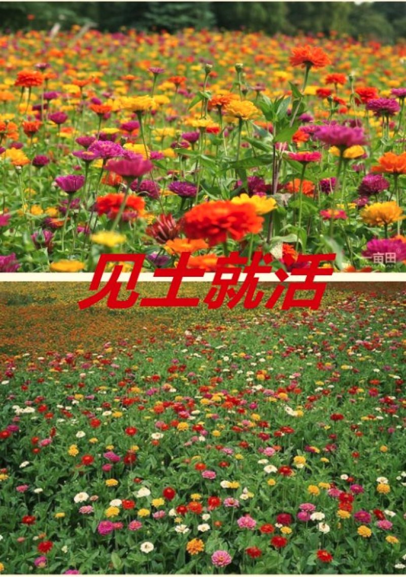 百日草种子净籽春夏秋播8-10斤/亩