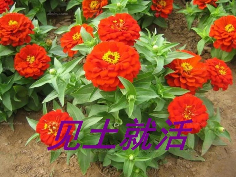 百日草种子净籽春夏秋播8-10斤/亩