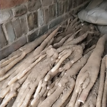 小白嘴白山药
