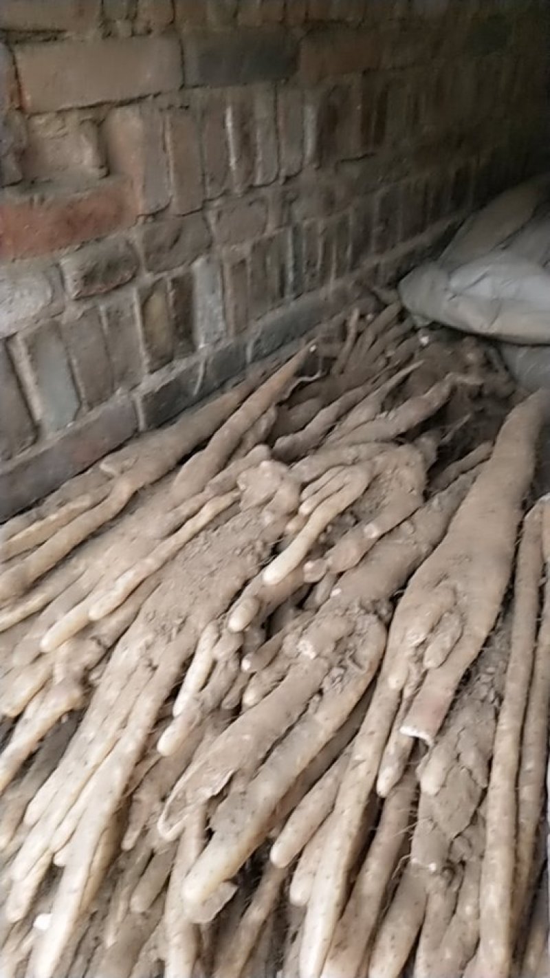 小白嘴白山药