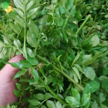 鲜花椒芽特菜精品新鲜特菜