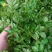鲜花椒芽特菜精品新鲜特菜