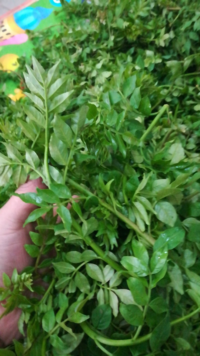 鲜花椒芽特菜精品新鲜特菜