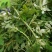 鲜花椒芽特菜精品新鲜特菜