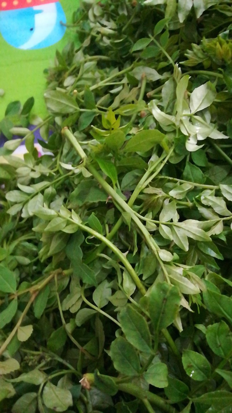 鲜花椒芽特菜精品新鲜特菜