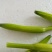 鲜黄花菜新鲜基地直销，黄花菜质量杠杠杠滴价格便宜
