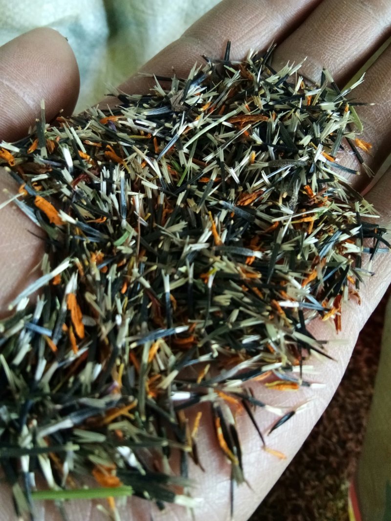 万寿菊种子