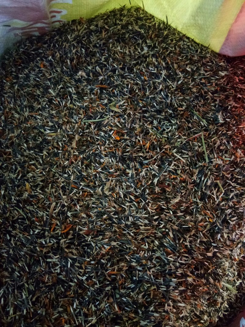 万寿菊种子