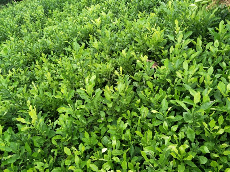 酸柚苗，香泡贴木苗，地苗