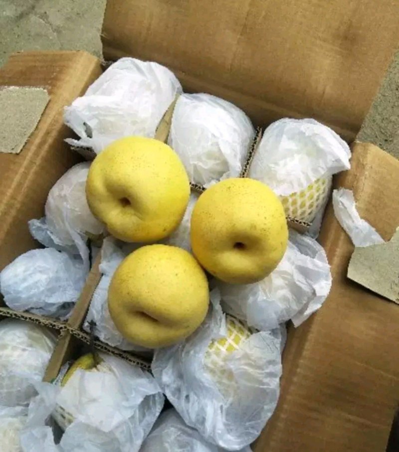 雪花梨每天大量各种【清库梨】每天有货现货，质量好，价格低