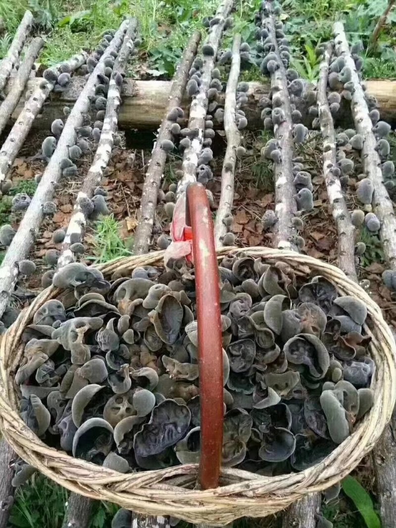 长白山泉水小秋耳